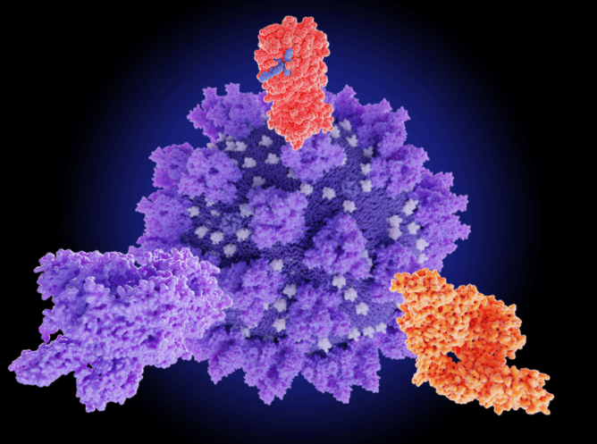 RNase and virus inactivation