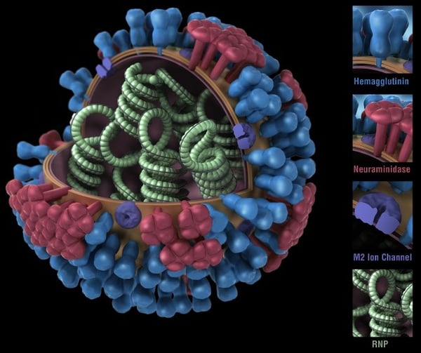 Viral Membrane