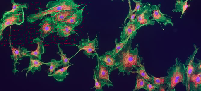 fluorescent-microscopy-LED-light